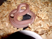 Pink Patternless Southern Pine