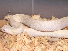 Albino White Sided Bull