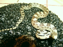 Deppei Deppei Hatchling 2004