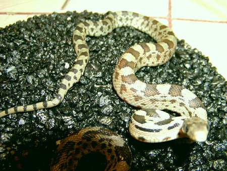 Deppei Deppei Hatchling 2004