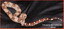 My Baby Columbian Redtailed Boa, Kitara