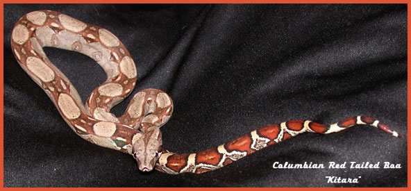 My Baby Columbian Redtailed Boa, Kitara