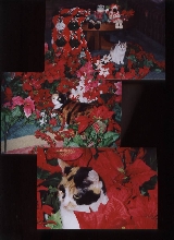 Calicos at Christmas