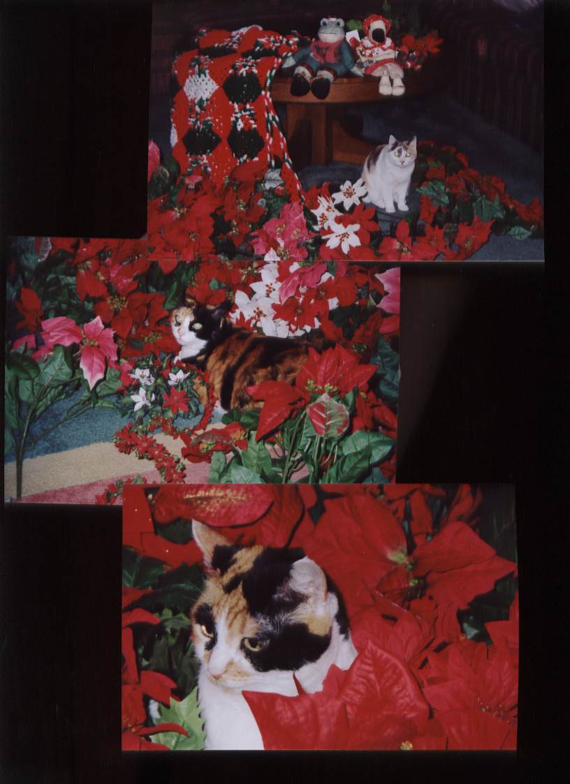 Calicos at Christmas