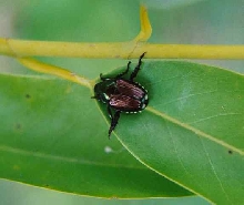 Japanese Beetle
