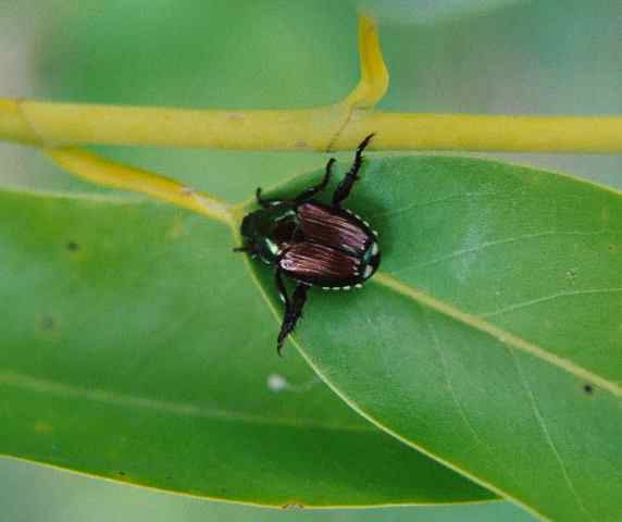 Japanese Beetle