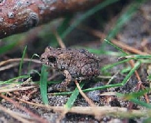 Small Toad