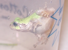 Gray Tree Frog