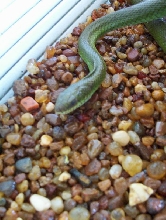 PHILORYAS (unknown type)