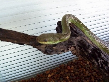 PHILORYAS (unknown type)
