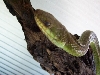 PHILORYAS (unknown type)
