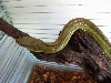 PHILORYAS (unknown type)