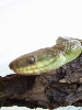 PHILORYAS (unknown type)