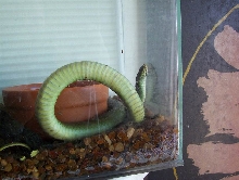 PHILORYAS (unknown type)