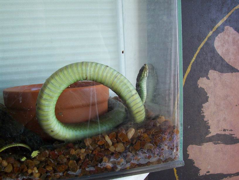 PHILORYAS (unknown type)