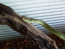 PHILORYAS (unknown type)