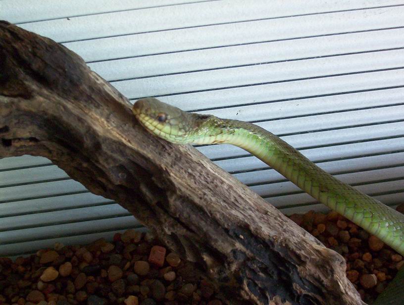 PHILORYAS (unknown type)