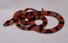 please help identify