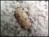Leo Egg