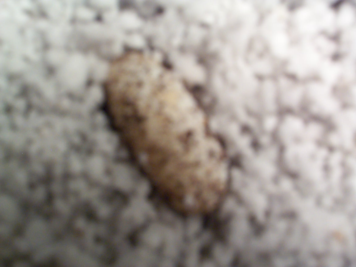 Leo Egg