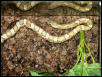 caramel male