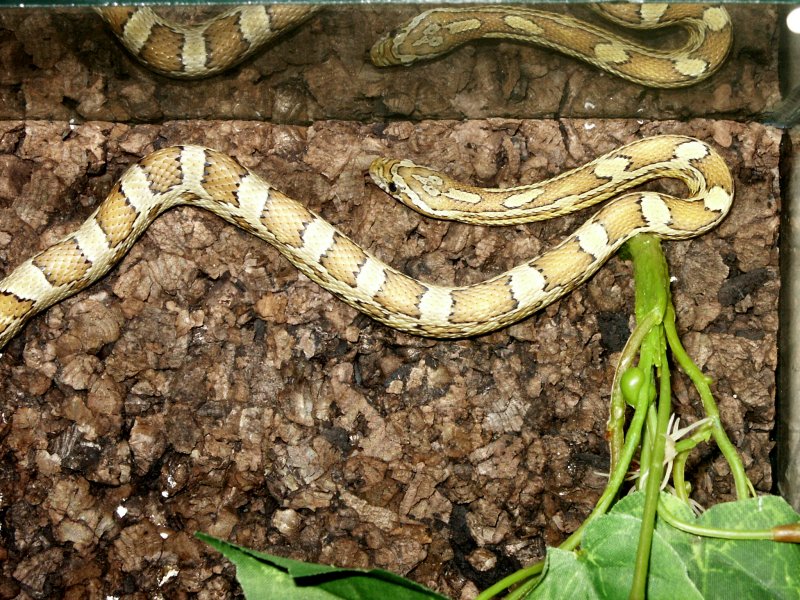 caramel male