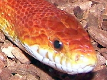 clyde