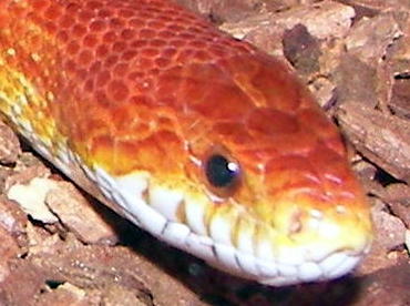 clyde