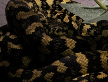 zuki, female jcp