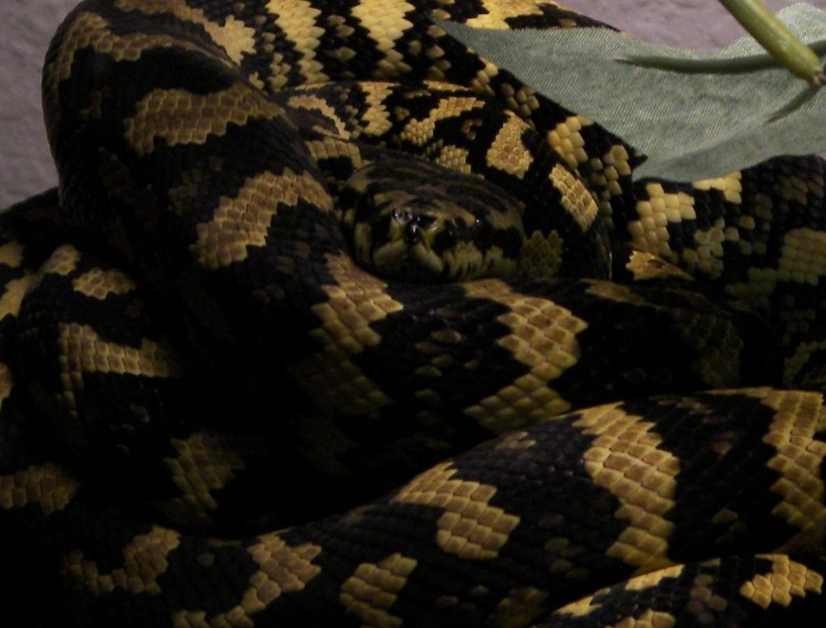 zuki, female jcp