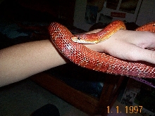 Clyde