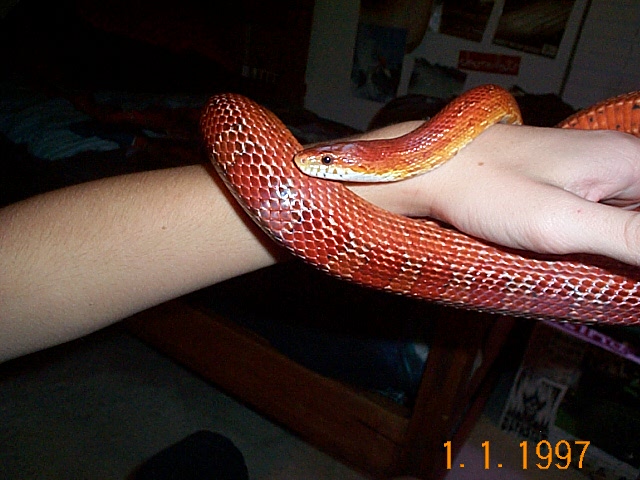 Clyde
