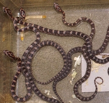 first cornsnake clutch hatched