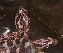 07 hatchlings