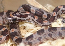 one of the baby corns