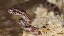 07 hatchling