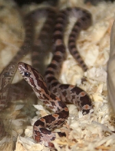 07 hatchling