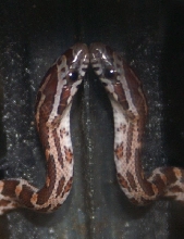 07 hatchling