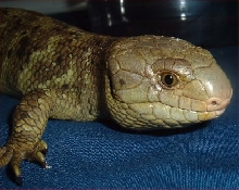 Bubbas face