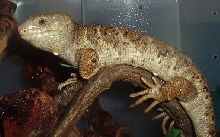 Bubba full