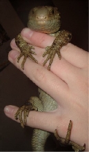 Bubba holding on for dear life