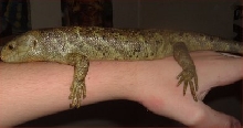 Bubba on arm