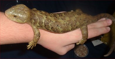 Bubba on hand