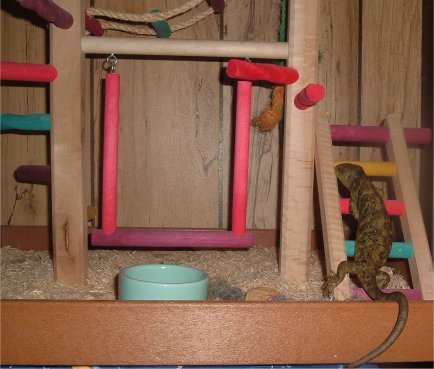 Corucia play gym