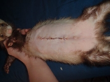 Ferret