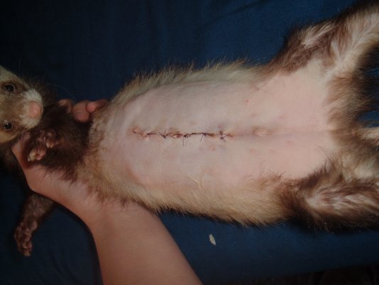 Ferret