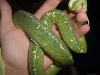 Guess what this is!!! First correct answer gets a prize!!!