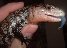 Ginger's tongue