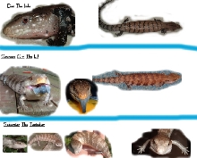 My skinks