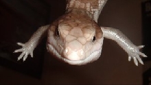 Sebastian